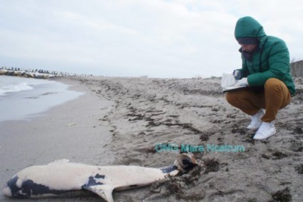 Victimă a plaselor pescăreşti: un delfin a eşuat la Mangalia